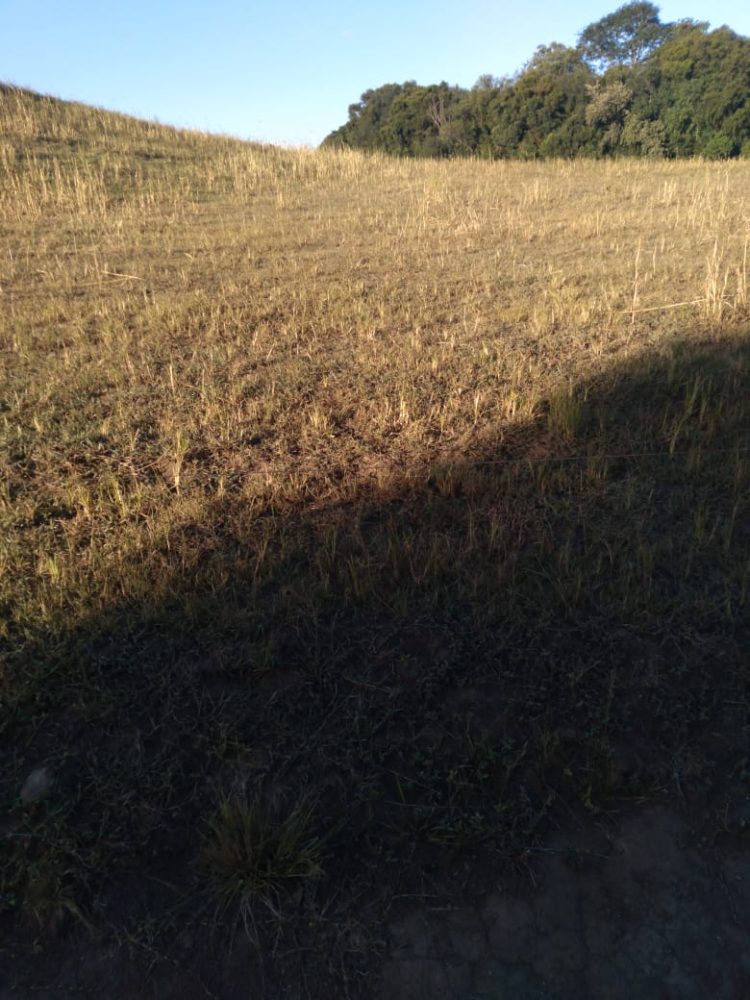 ESTIAGEM: Presidente do Legislativo solicita que executivo realize estudo para decretar Situação de Emergência em Jacuizinho.