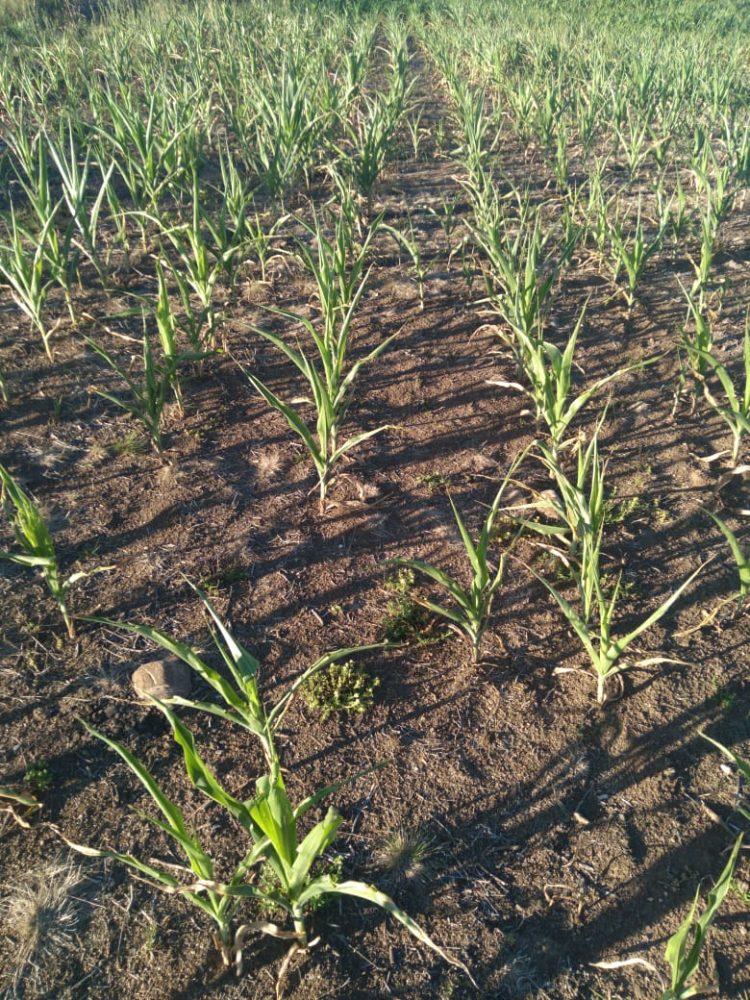 ESTIAGEM: Presidente do Legislativo solicita que executivo realize estudo para decretar Situação de Emergência em Jacuizinho.