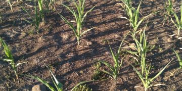 ESTIAGEM: Presidente do Legislativo solicita que executivo realize estudo para decretar Situação de Emergência em Jacuizinho.