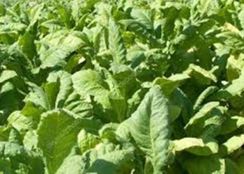 DIA DO PRODUTOR DE TABACO: A Frente Parlamentar de Defesa aos produtos homenageia a categoria.