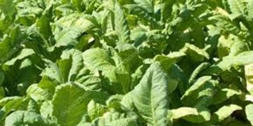 DIA DO PRODUTOR DE TABACO: A Frente Parlamentar de Defesa aos produtos homenageia a categoria.