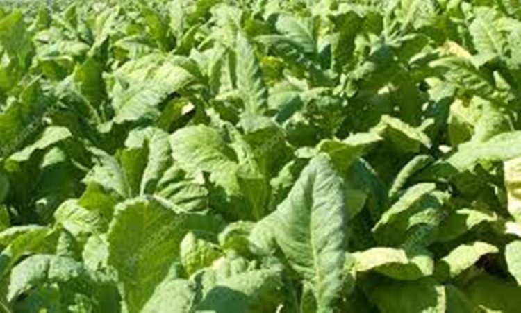 DIA DO PRODUTOR DE TABACO: A Frente Parlamentar de Defesa aos produtos homenageia a categoria.